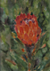 Protea<br>42 x 32 cm